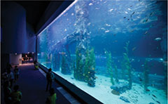 Lotte World Tower Aquarium